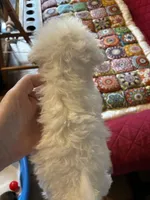 Lacey, a female Shihpoo and Poodle - Toy  for sale in New Albany, MS – 2 of 2