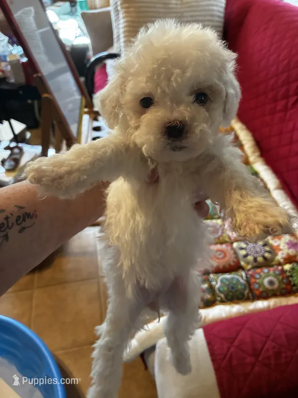 Lacey – Shihpoo, Poodle - Toy  puppy for sale in New Albany, MS