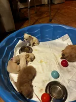 Samsun, a male Shihpoo and Poodle - Toy  for sale in New Albany, MS – 4 of 5
