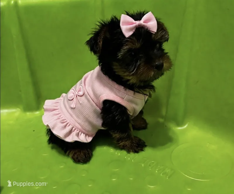 Daisy – Yorkshire Terrier puppy for sale in New Albany, MS