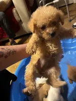 Bella, a female Shihpoo and Poodle - Toy  for sale in New Albany, MS – 3 of 4