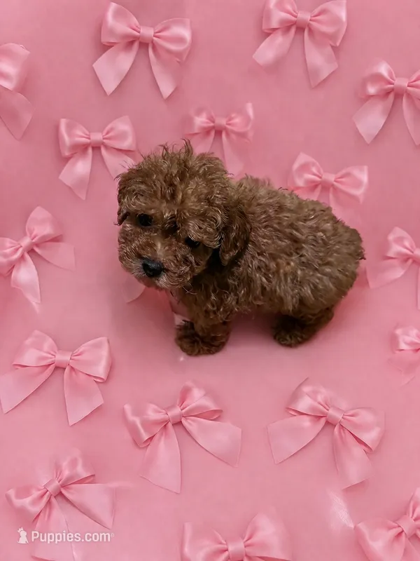 Ginger – Poodle - Toy , Poodle - Miniature  puppy for sale in New Albany, MS