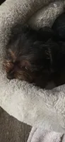 Sam, a male Yorkshire Terrier for sale in New Albany, MS – 3 of 3