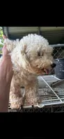 Ginger, a female Poodle - Toy  and Poodle - Miniature  for sale in New Albany, MS – 7 of 7