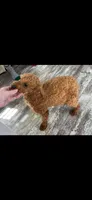 Ginger, a female Poodle - Toy  and Poodle - Miniature  for sale in New Albany, MS – 5 of 7