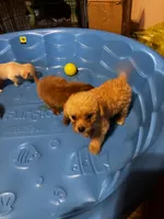 Bella, a female Shihpoo and Poodle - Toy  for sale in New Albany, MS – 4 of 4