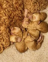 Ginger, a female Poodle - Toy  and Poodle - Miniature  for sale in New Albany, MS – 6 of 7