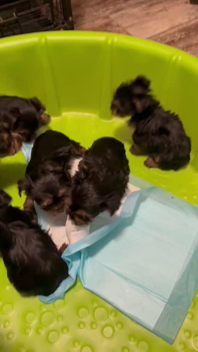 Daisy, a female Yorkshire Terrier for sale in New Albany, MS – 4 of 4