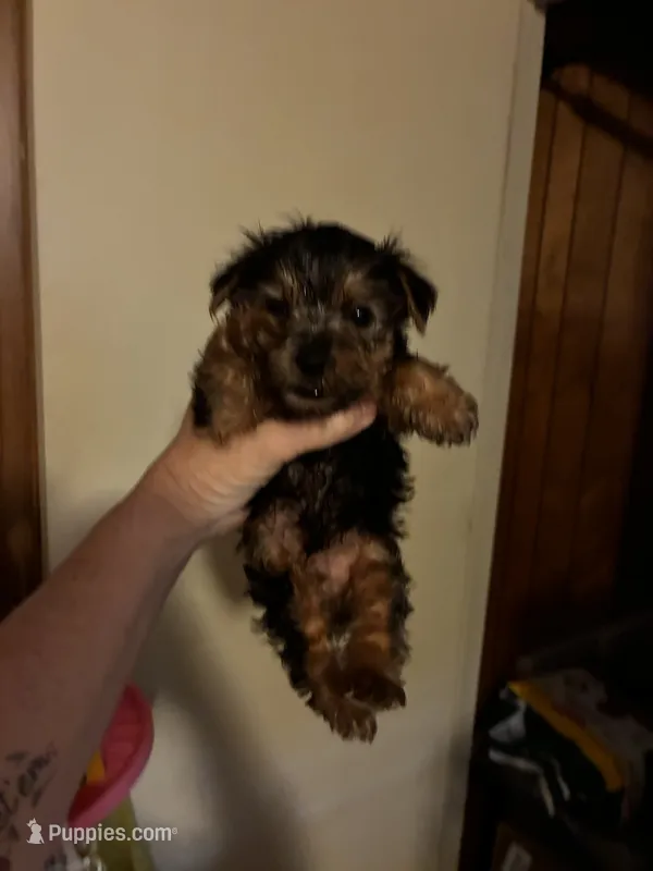 Major – Yorkipoo, Poodle - Toy  puppy for sale in New Albany, MS