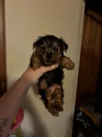 Major, a male Yorkipoo and Poodle - Toy  for sale in New Albany, MS – 1 of 3