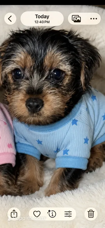 Sam – Yorkshire Terrier puppy for sale in New Albany, MS