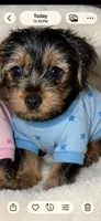 Sam, a male Yorkshire Terrier for sale in New Albany, MS – 1 of 3