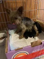 Major, a male Yorkipoo and Poodle - Toy  for sale in New Albany, MS – 2 of 3
