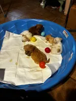 Jack, a male Shihpoo and Poodle - Toy  for sale in New Albany, MS – 3 of 3