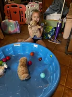 Rudy, a male Maltipoo and Poodle - Toy  for sale in New Albany, MS – 2 of 3
