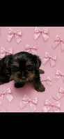 Daisy, a female Yorkshire Terrier for sale in New Albany, MS – 2 of 4