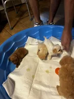 Samsun, a male Shihpoo and Poodle - Toy  for sale in New Albany, MS – 3 of 5