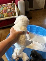 Dolly, a female Shihpoo and Poodle - Toy  for sale in New Albany, MS – 2 of 2