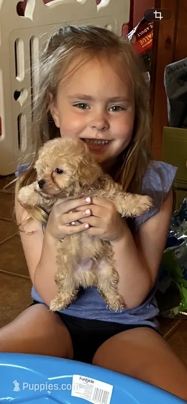 Rudy – Maltipoo, Poodle - Toy  puppy for sale in New Albany, MS