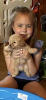 Rudy, a male Maltipoo and Poodle - Toy  for sale in New Albany, MS – 1 of 3