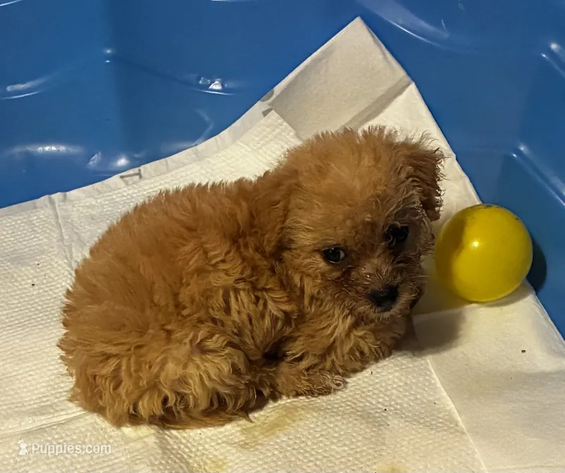 Bella – Shihpoo, Poodle - Toy  puppy for sale in New Albany, MS
