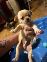 Samsun, a male Shihpoo and Poodle - Toy  for sale in New Albany, MS – 5 of 5