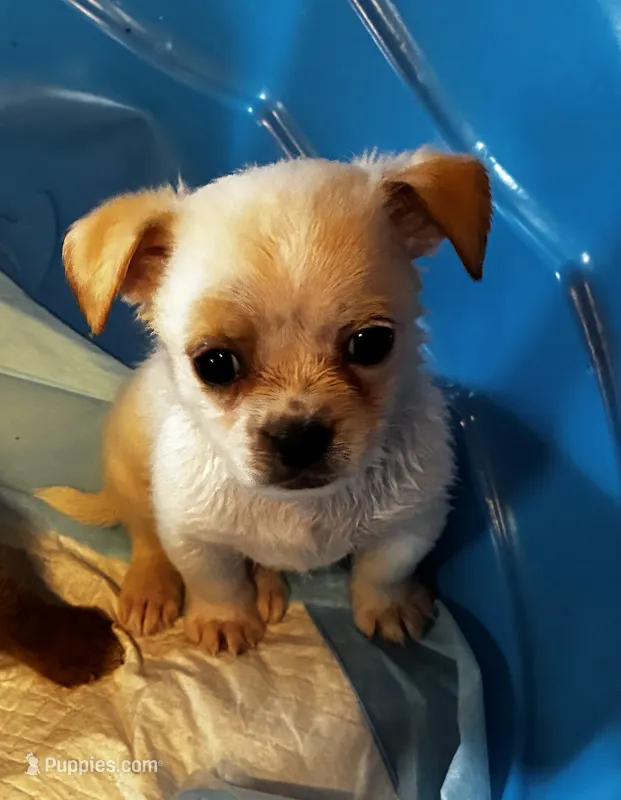 Daisy – Shihpoo, Poodle - Toy  puppy for sale in New Albany, MS
