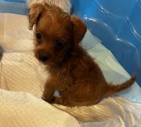 Roscoe, a male Shihpoo and Poodle - Toy  for sale in New Albany, MS – 1 of 3