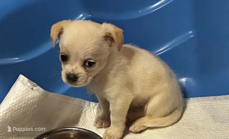 Samsun – Shihpoo, Poodle - Toy  puppy for sale in New Albany, MS