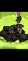 Daisy, a female Yorkshire Terrier for sale in New Albany, MS – 3 of 4