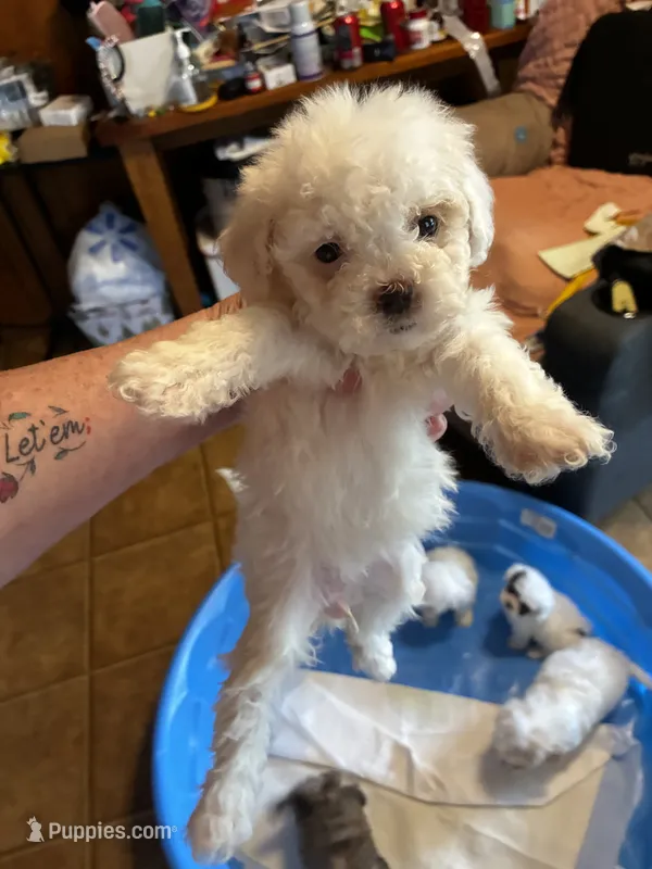 Dolly – Shihpoo, Poodle - Toy  puppy for sale in New Albany, MS