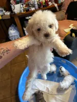Dolly, a female Shihpoo and Poodle - Toy  for sale in New Albany, MS – 1 of 2