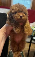 Ginger, a female Poodle - Toy  and Poodle - Miniature  for sale in New Albany, MS – 2 of 7