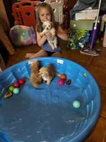 Rudy, a male Maltipoo and Poodle - Toy  for sale in New Albany, MS – 3 of 3