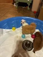 Daisy, a female Shihpoo and Poodle - Toy  for sale in New Albany, MS – 3 of 3