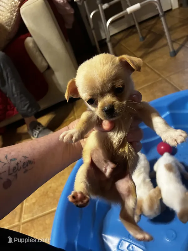 Daisy – Shihpoo, Poodle - Toy  puppy for sale in New Albany, MS