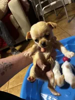 Daisy, a female Shihpoo and Poodle - Toy  for sale in New Albany, MS – 1 of 3
