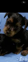 Sam, a male Yorkshire Terrier for sale in New Albany, MS – 2 of 3