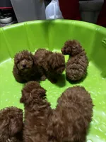 Ginger, a female Poodle - Toy  and Poodle - Miniature  for sale in New Albany, MS – 4 of 7