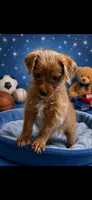 Roscoe, a male Shihpoo and Poodle - Toy  for sale in New Albany, MS – 2 of 3