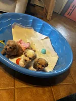 Rosco, a male Maltipoo and Poodle - Toy  for sale in New Albany, MS – 2 of 2