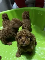 Ginger, a female Poodle - Toy  and Poodle - Miniature  for sale in New Albany, MS – 3 of 7