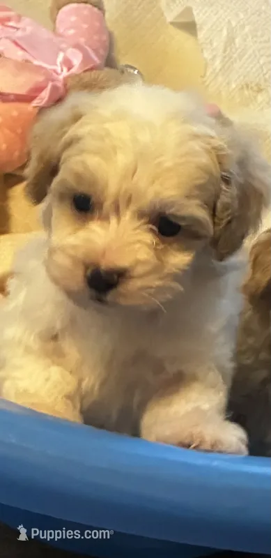 Rosco – Maltipoo, Poodle - Toy  puppy for sale in New Albany, MS