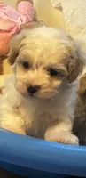 Rosco, a male Maltipoo and Poodle - Toy  for sale in New Albany, MS – 1 of 2