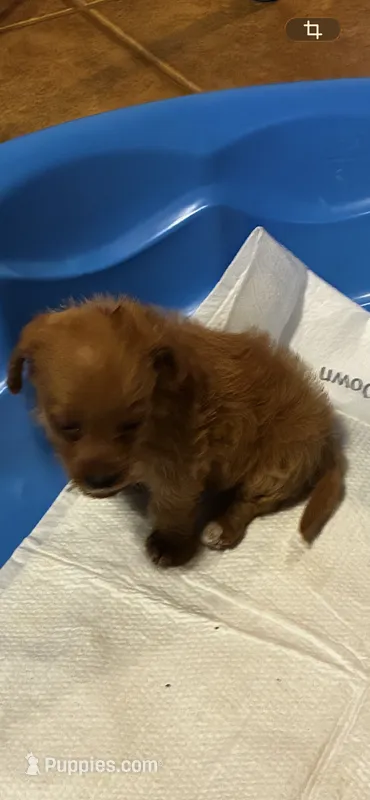 Jack – Shihpoo, Poodle - Toy  puppy for sale in New Albany, MS