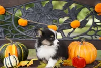 Cove-Fluffy Coat, a male Pembroke Welsh Corgi for sale in Berea, KY – 3 of 5