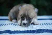Male 1, a male Pembroke Welsh Corgi for sale in Berea, KY – 3 of 3
