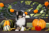 Cove-Fluffy Coat, a male Pembroke Welsh Corgi for sale in Berea, KY – 4 of 5