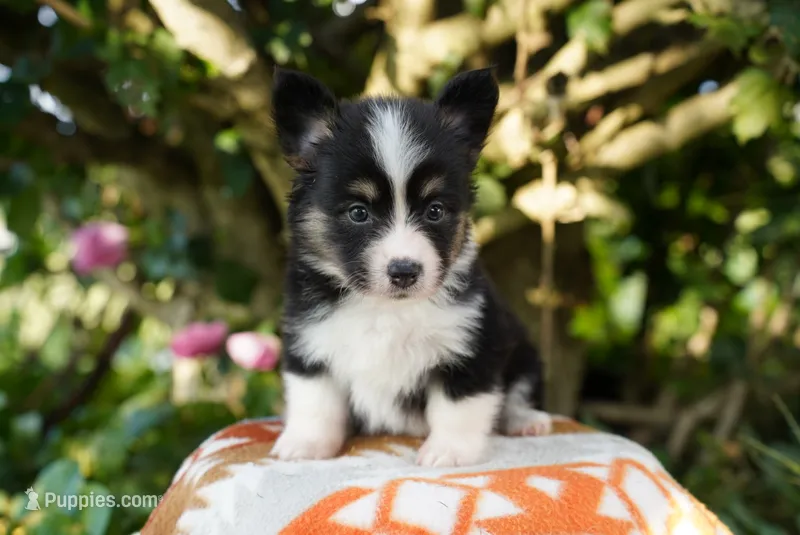 Pearl-Fluffy Coat – Pembroke Welsh Corgi puppy for sale in Berea, KY