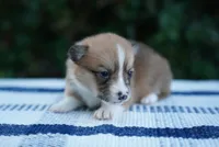 Female 1, a female Pembroke Welsh Corgi for sale in Berea, KY – 4 of 4